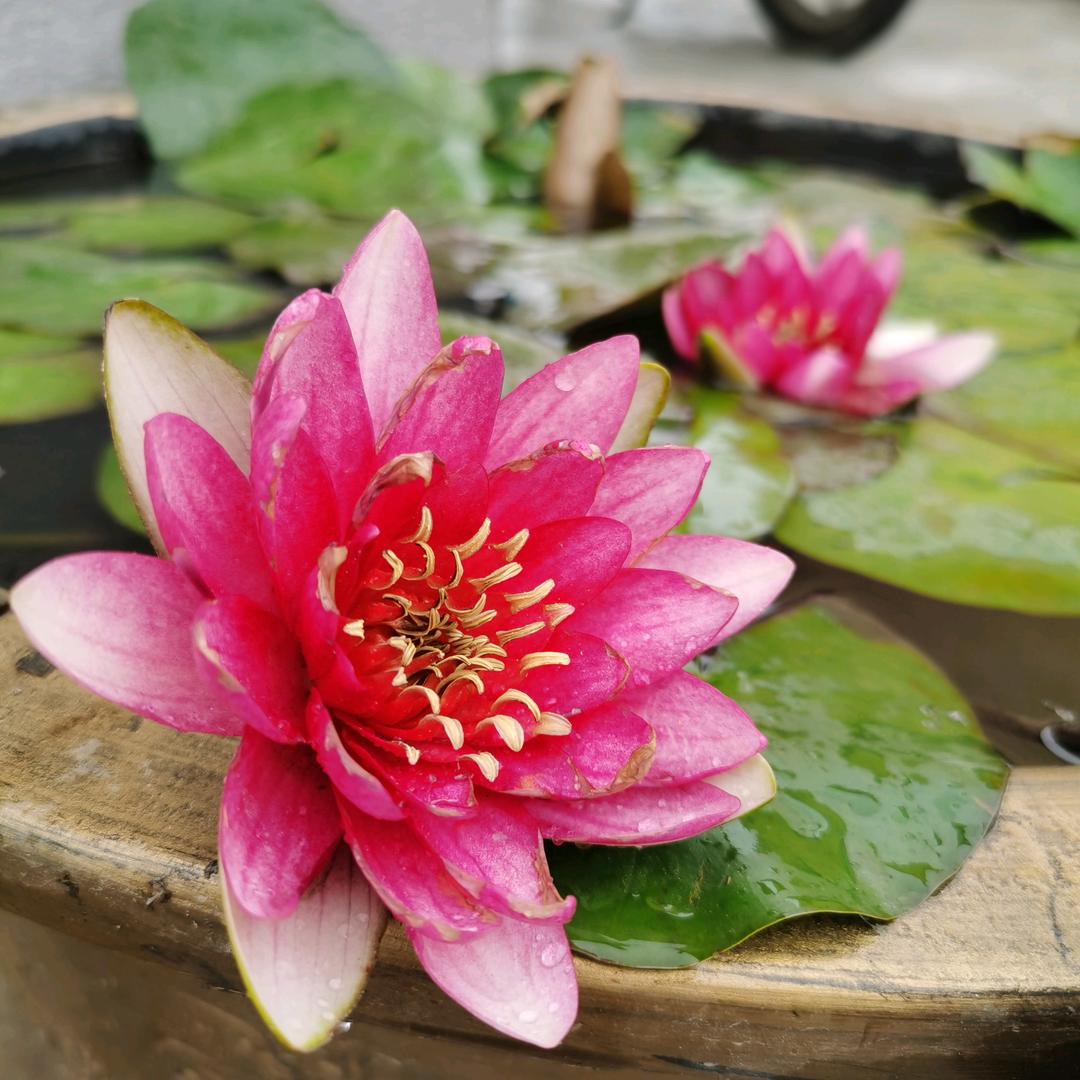 张 悦