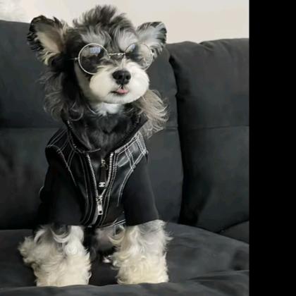 （皖） 小雨犬舍   （买🐶私聊我）