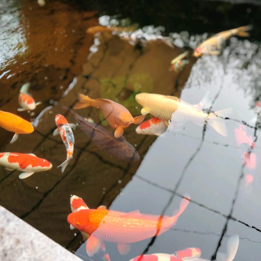 董桂芳
