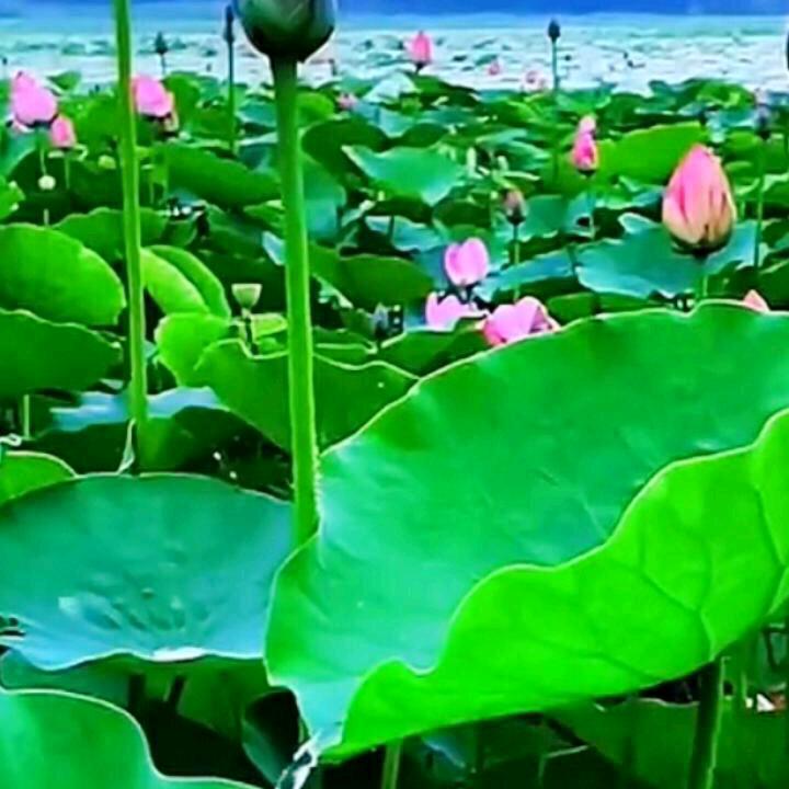 伤了心的女人。