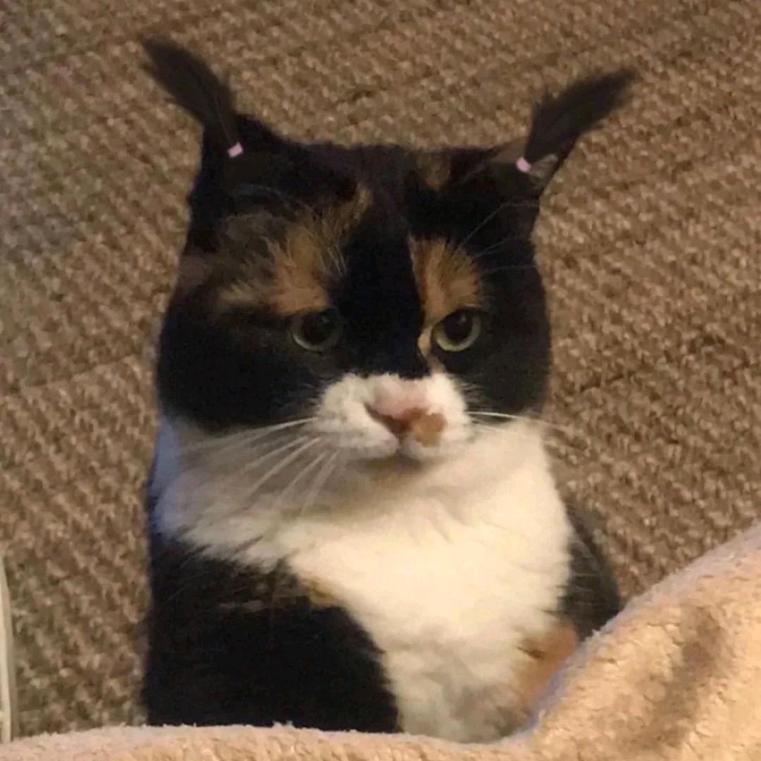 鸡蛋茯苓京墨桂圆鹿竹的妈妈👩