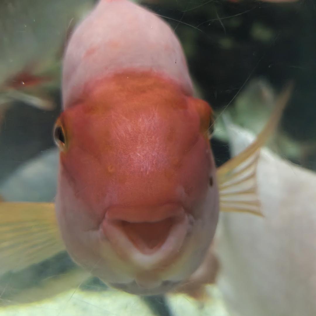 那个哈哈