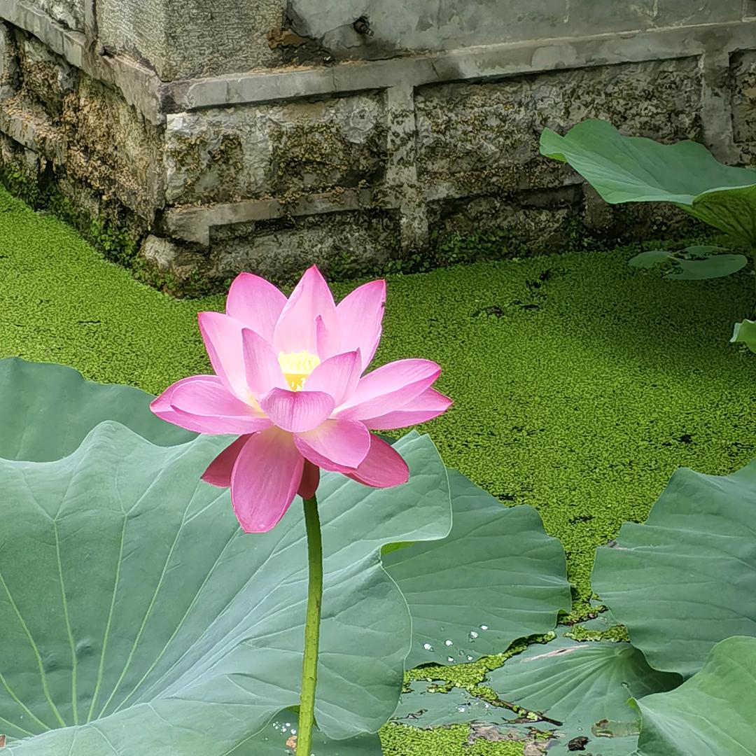 草元