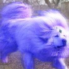 (๑><๑）海蓝兽(๑><๑）