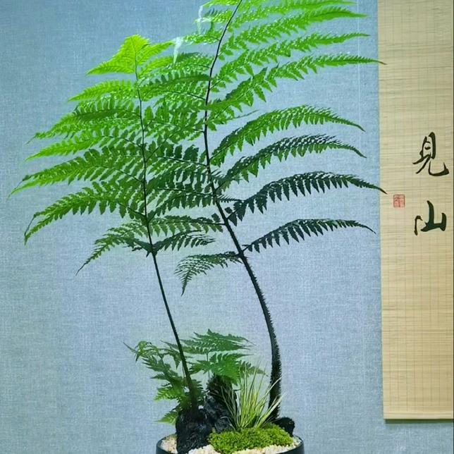 见山盆景