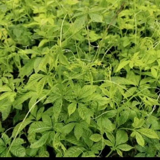 七叶草🌿🌿🌿