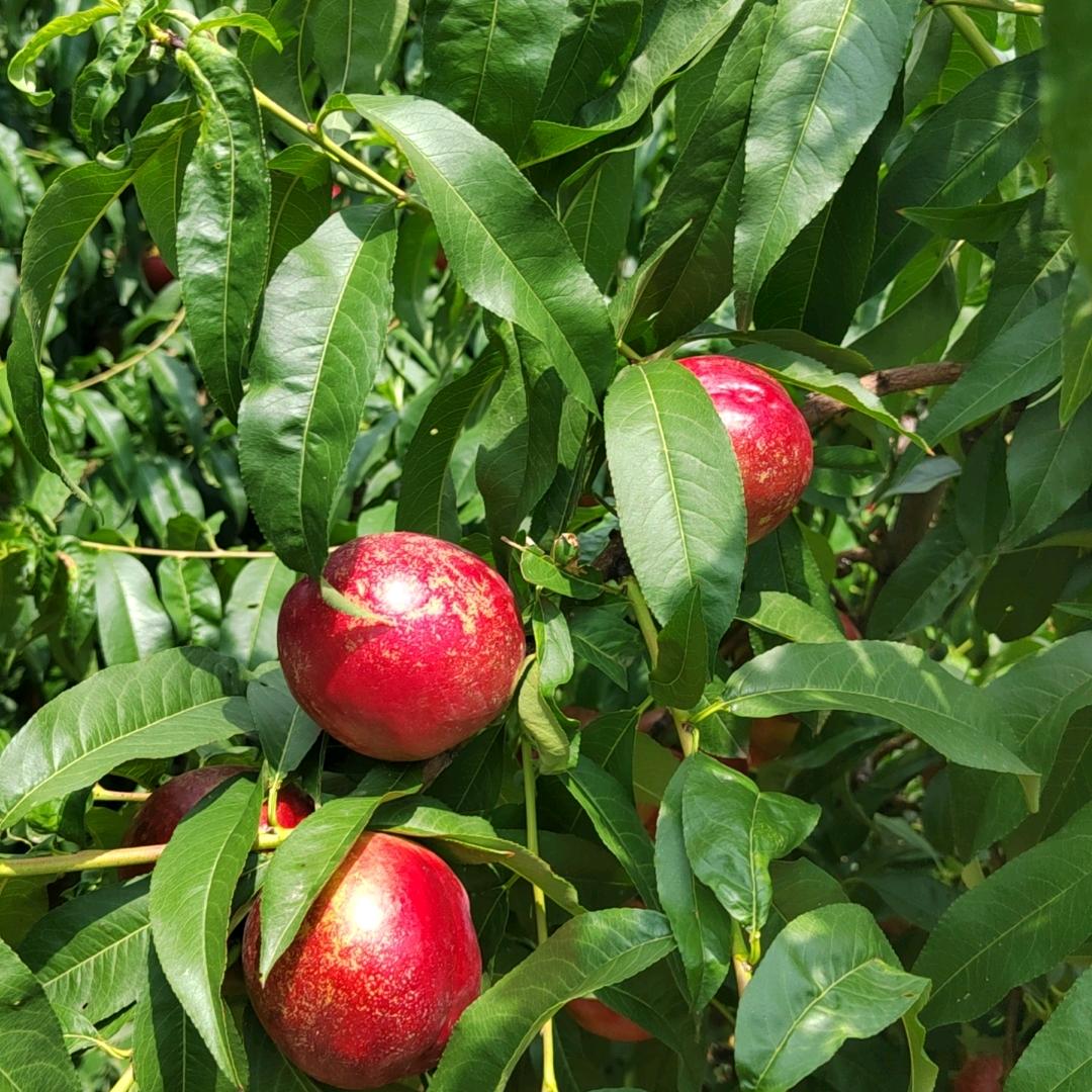 陆姐回农村记录