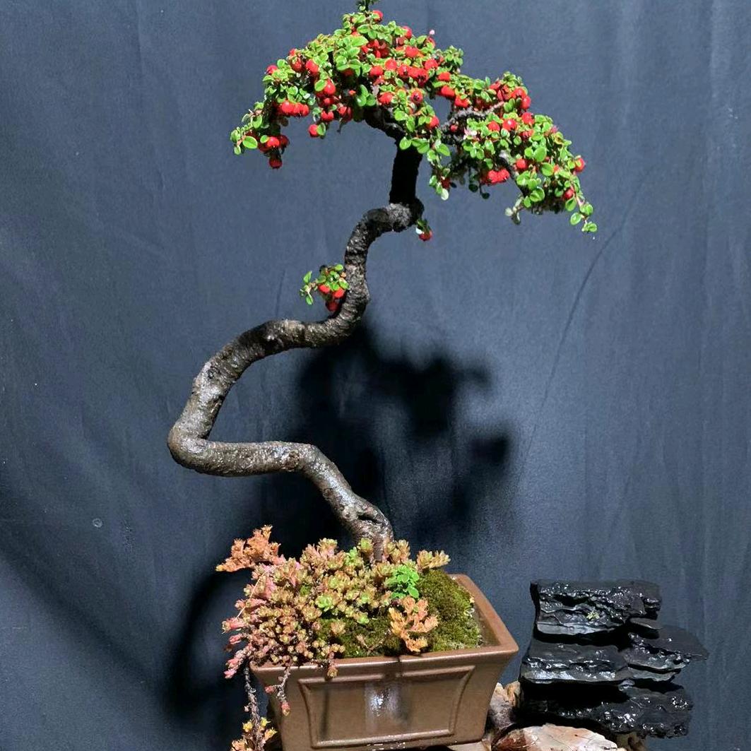 盆中景景中艺