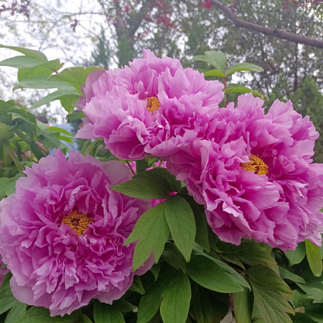 天天吉祥（妙颜）
