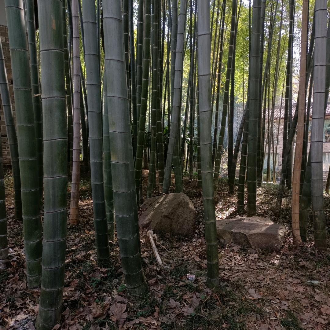 风尾竹