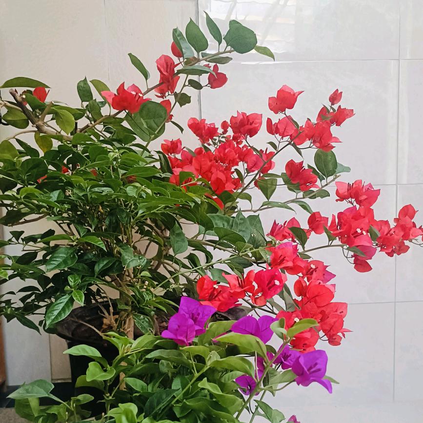 星晨(馨恬)