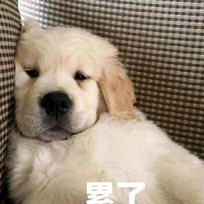 羊羊要努力