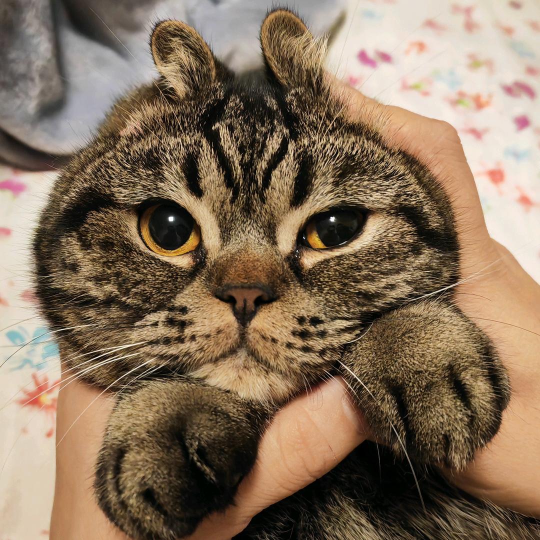 owo梨梨咕