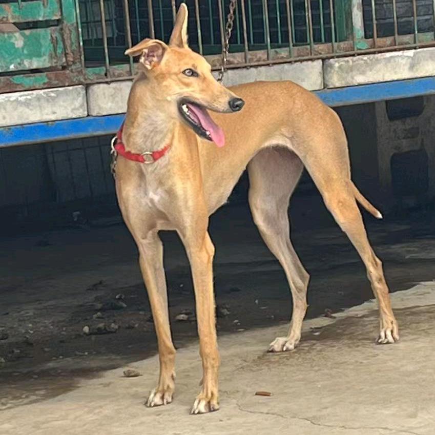 格力灵缇比特（户外实战）