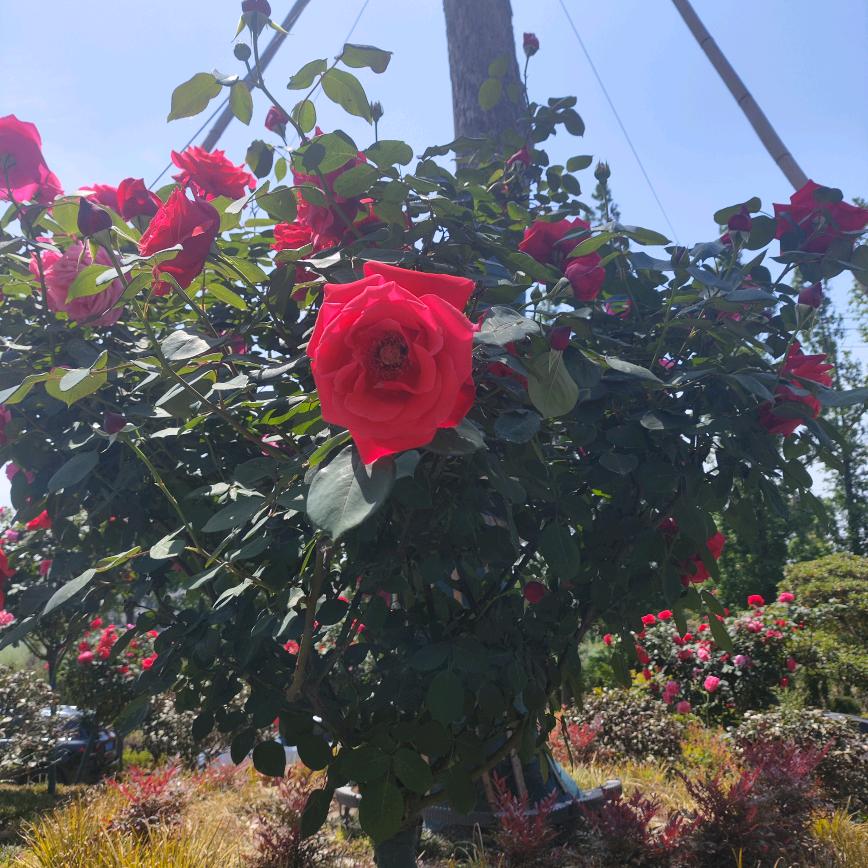 @梦颖郡主~茉晴宫