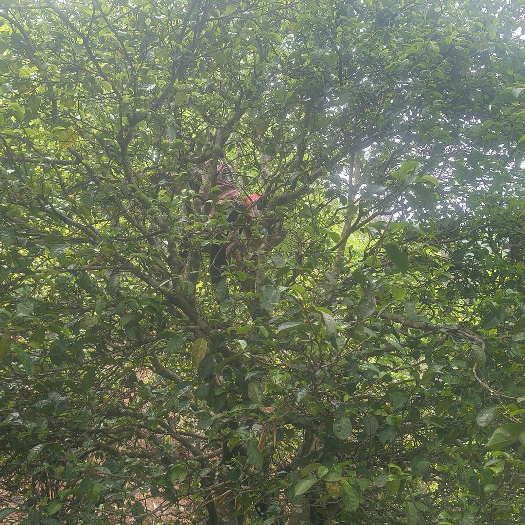 能否赐我一颗定心丸