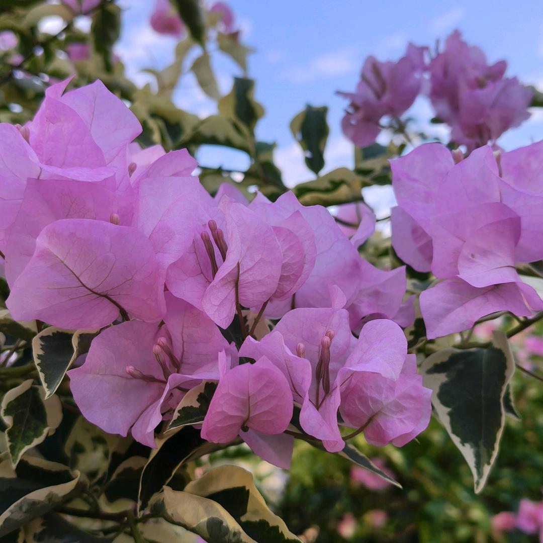 花篮子三角梅种植基地