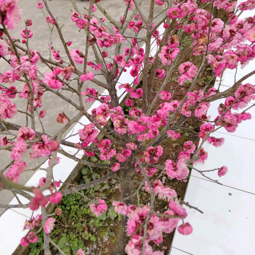 🌺྅思钱༄༃想厚༒
