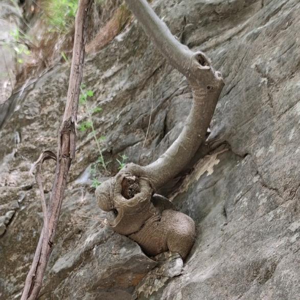 焦作木工吴师博