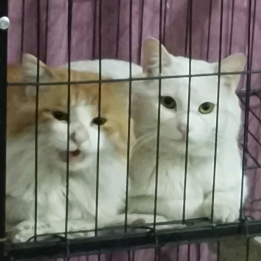 顾我