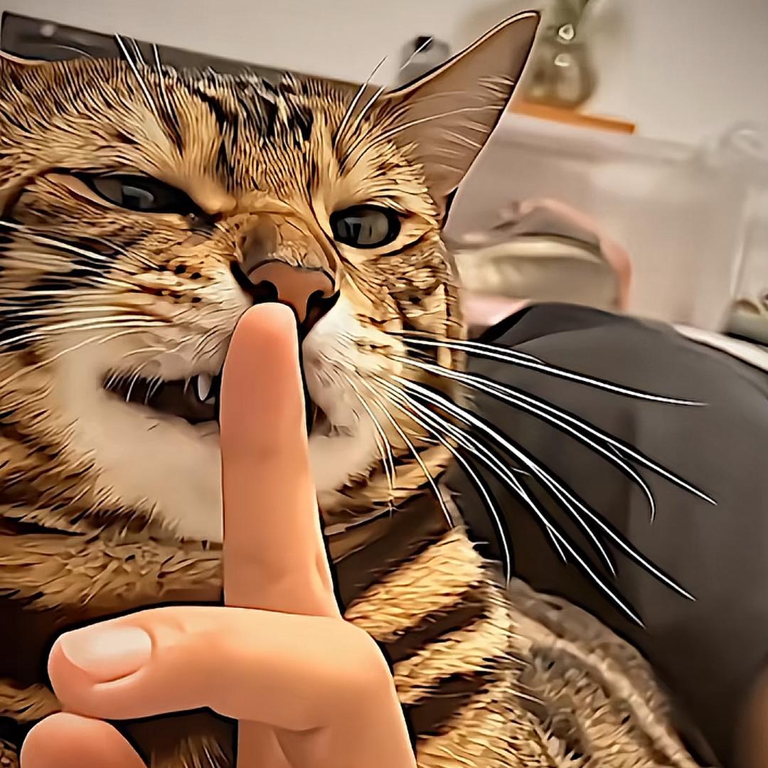 凑凑猫