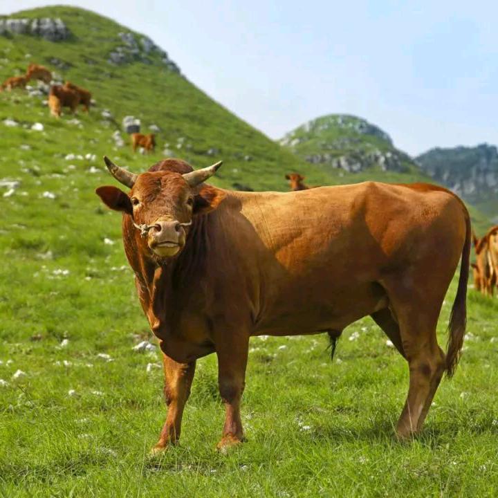 奇香居青菜牛肉(成都路店)