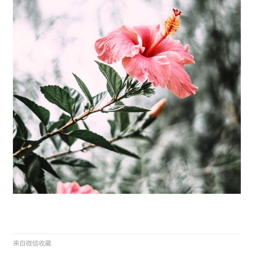 含羞草