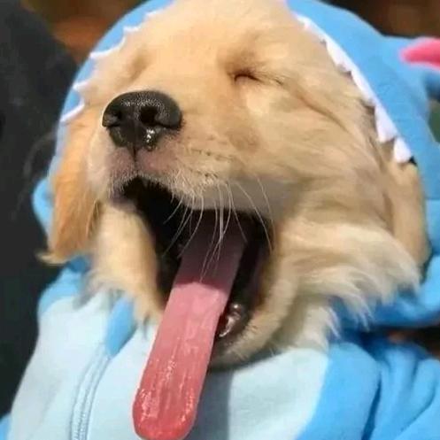 暴躁雅跨境历险记