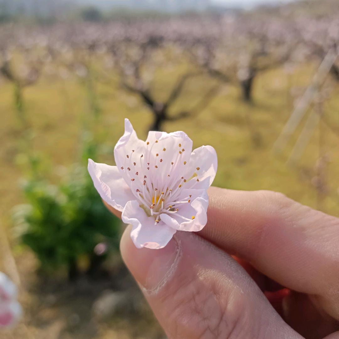 ლ(́伟‵ლ)哥🍇🍇(★^O^