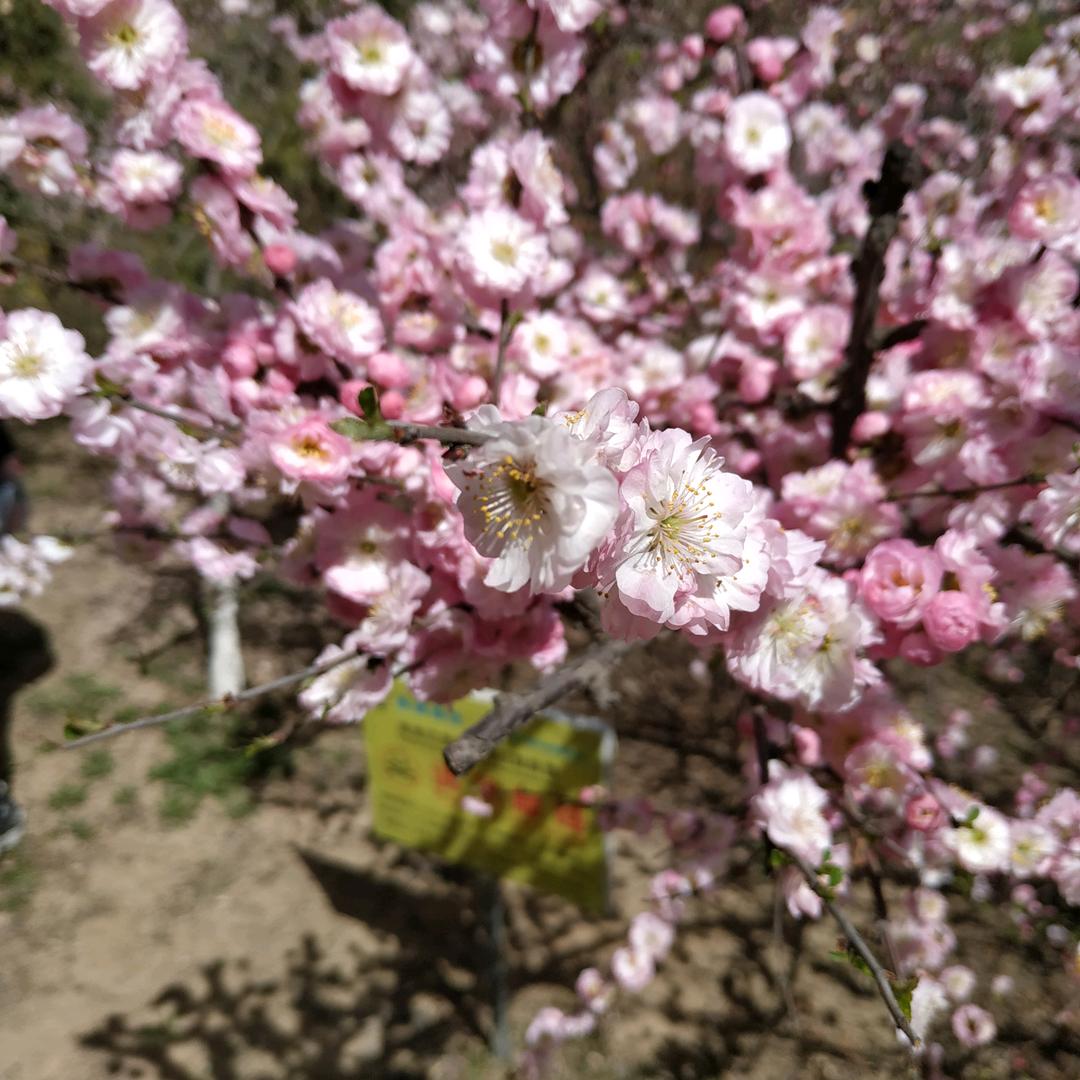 晓梅（好物分享）