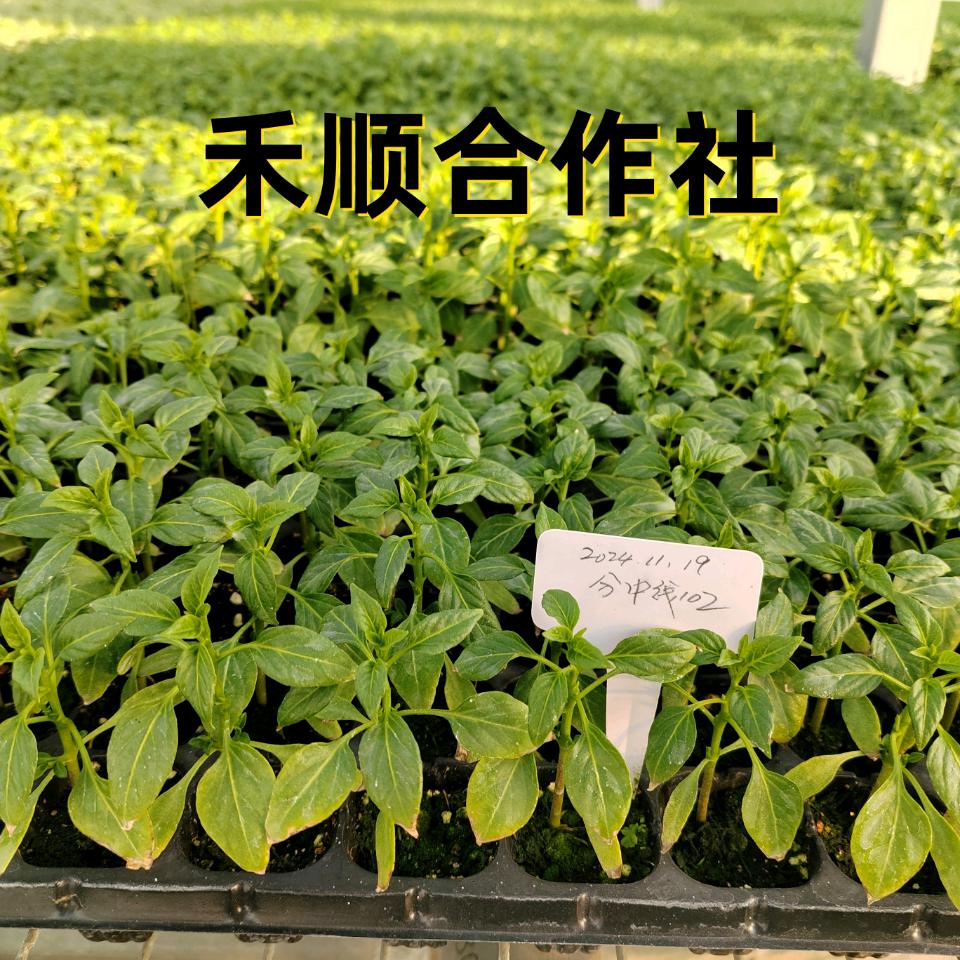禾顺合作社
