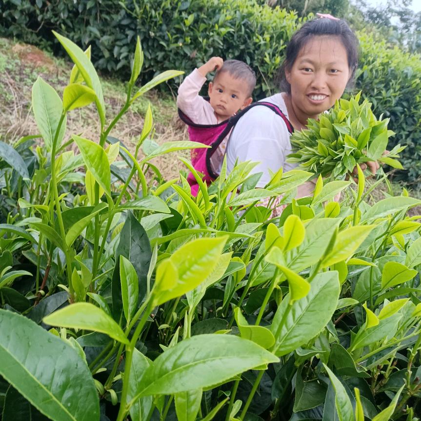 普洱茶山妹