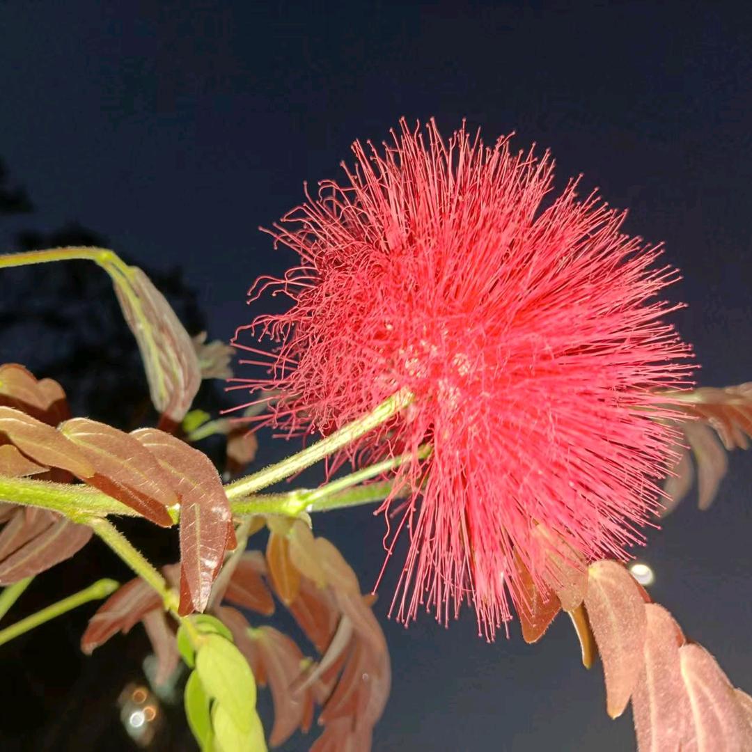 零食优选景东店直播福利号