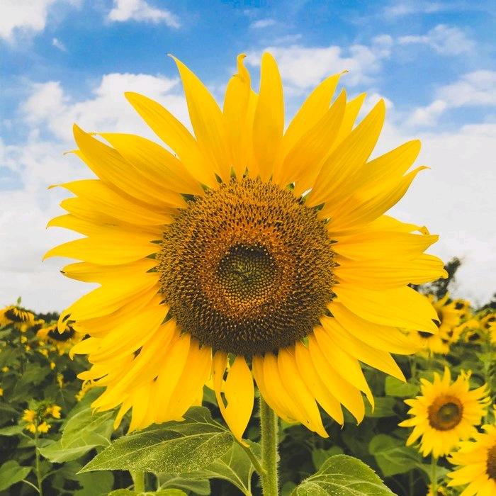 淘气（拒绝私聊）