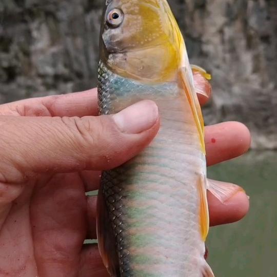 溪流搬运工
