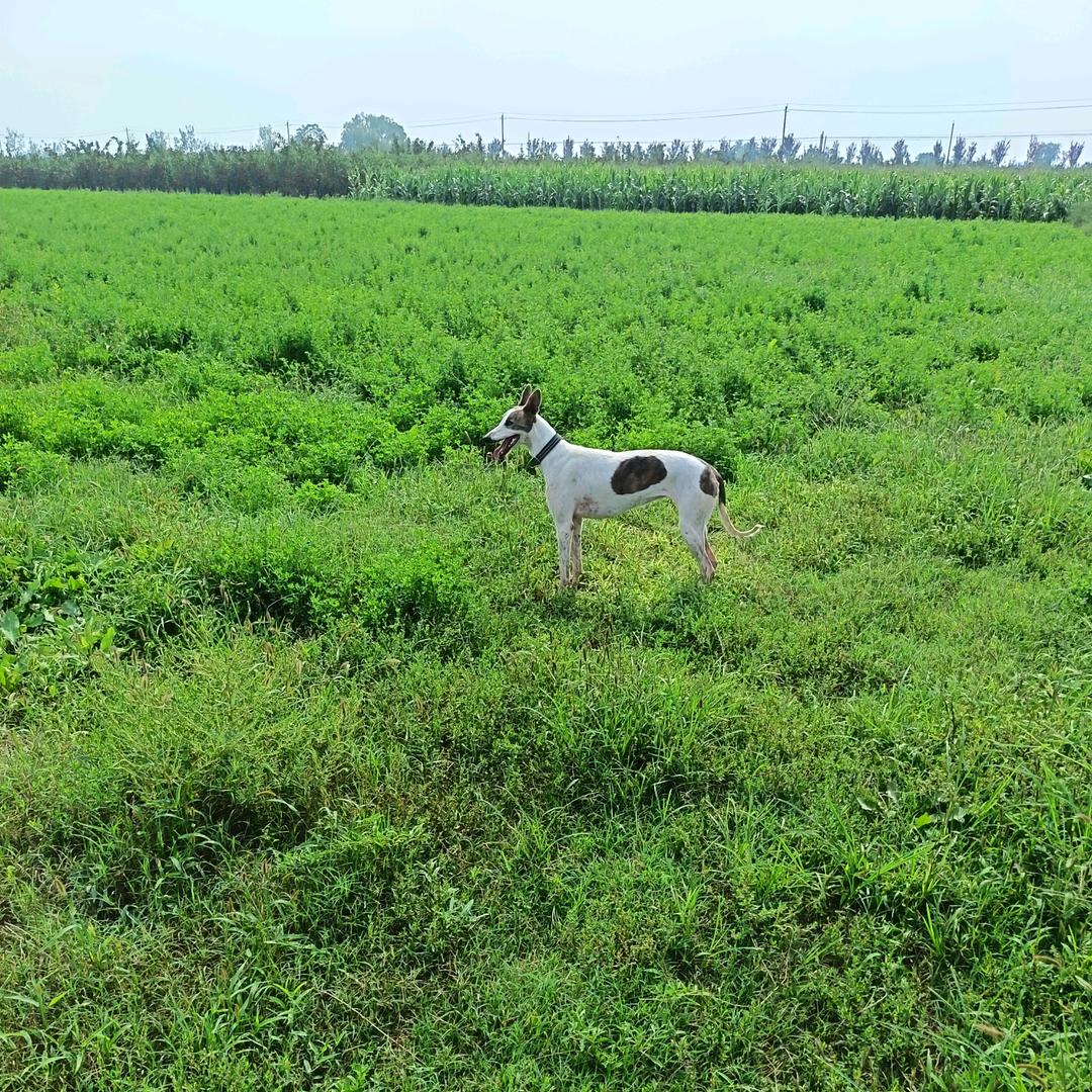 鹏(〜￣▽￣)〜