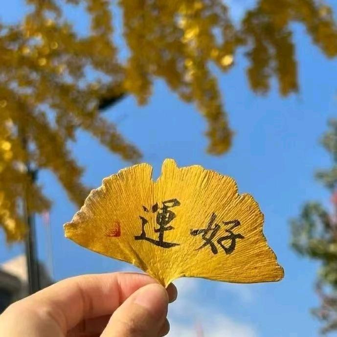 小蔡不菜