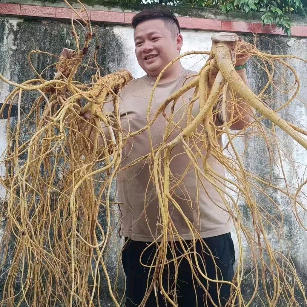 广州药材朱嘉亮