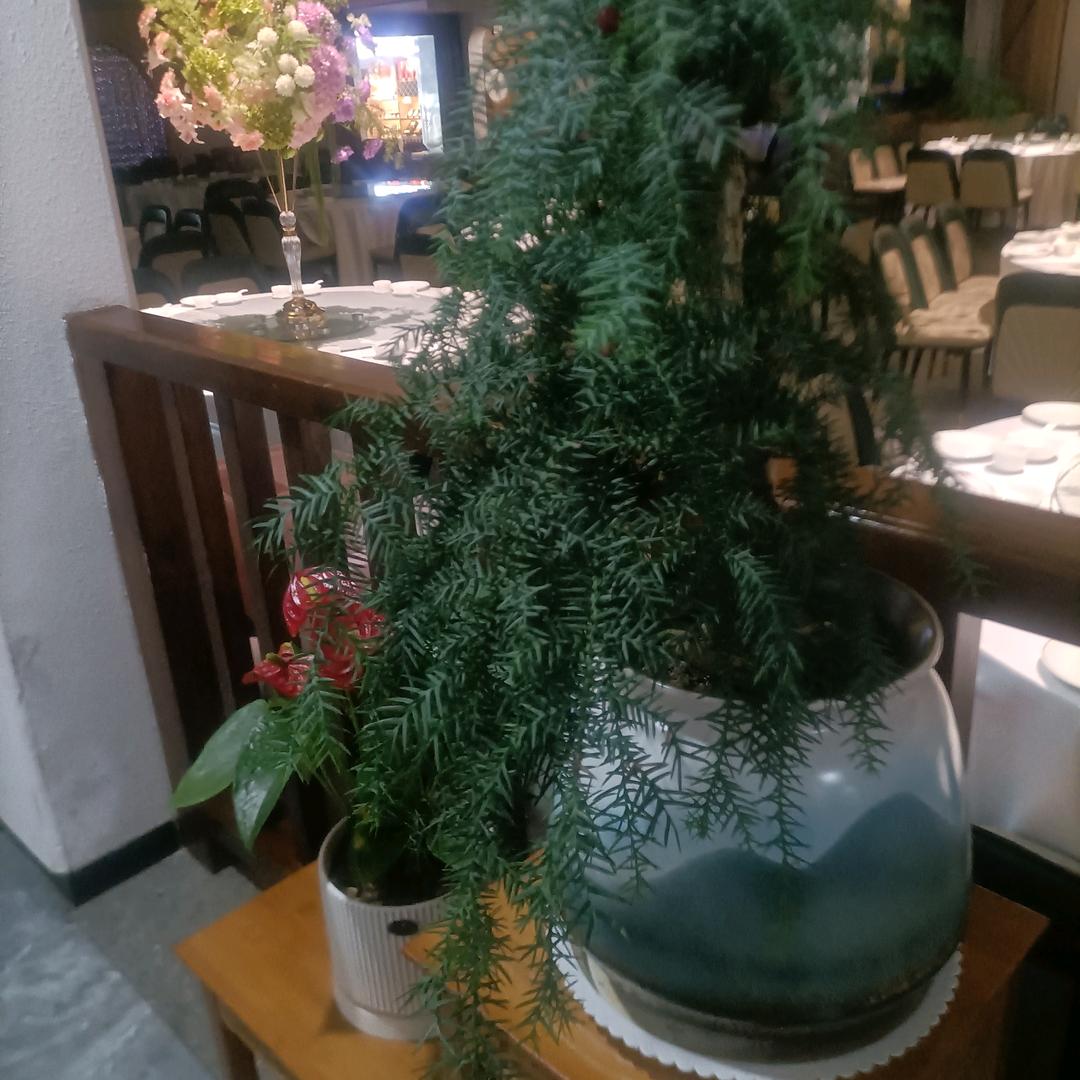 枯杆了的美瑰