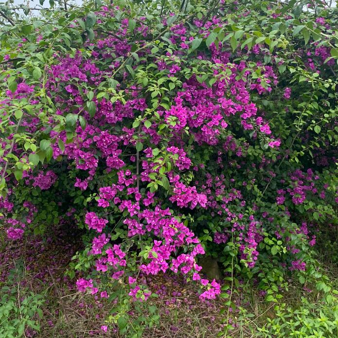 朝霞园艺(全场小叶紫)