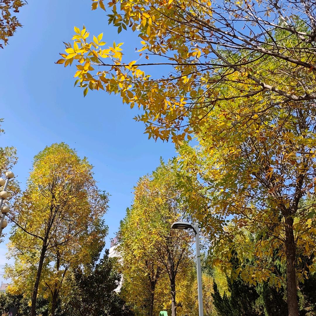 欢欢有你（Uniz）