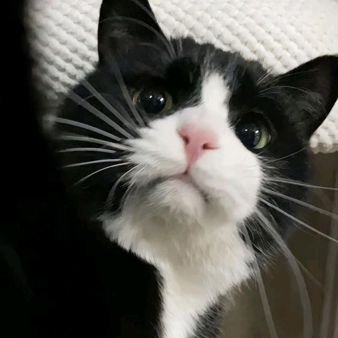 不太蠢的奶牛猫