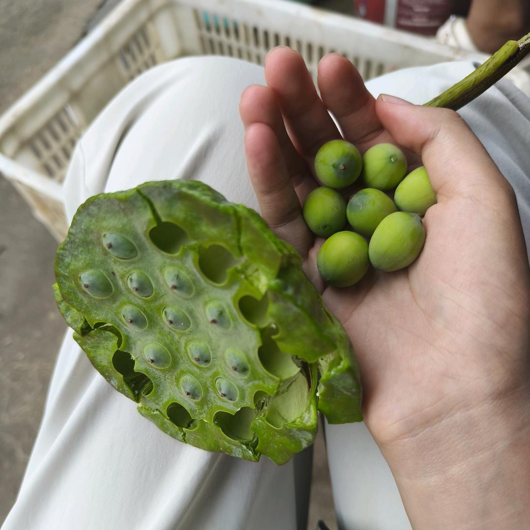 小丽有片荷花塘