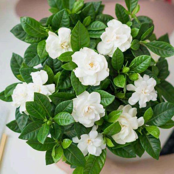 🌺🐠宠🐋你🐟一🐬世🍁