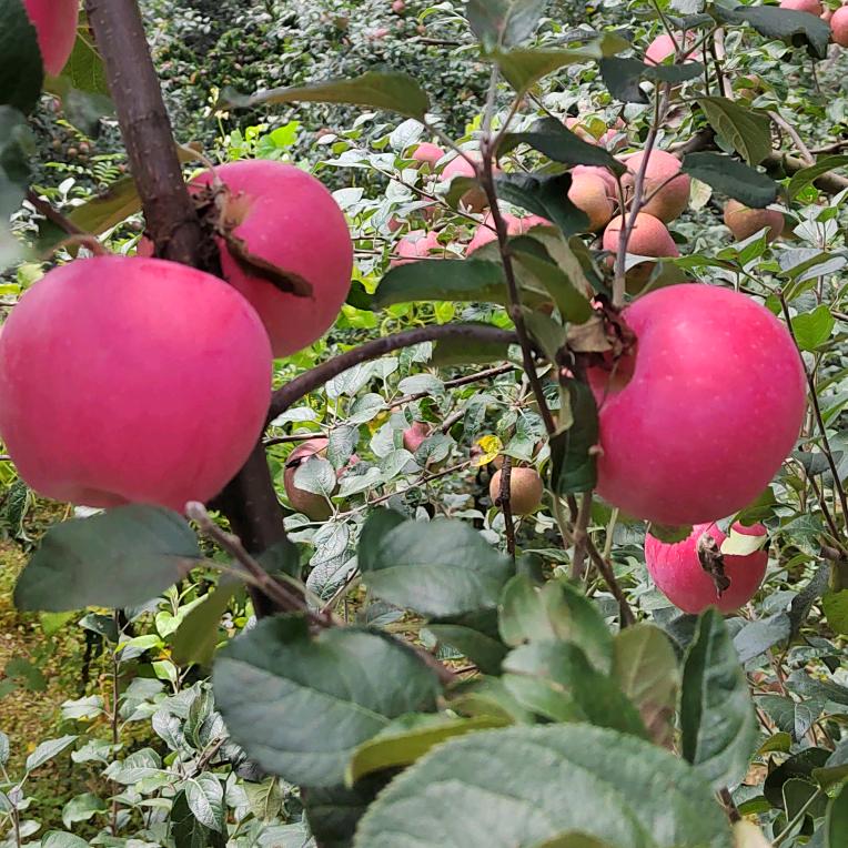 山鬼喝不了道士的酒
