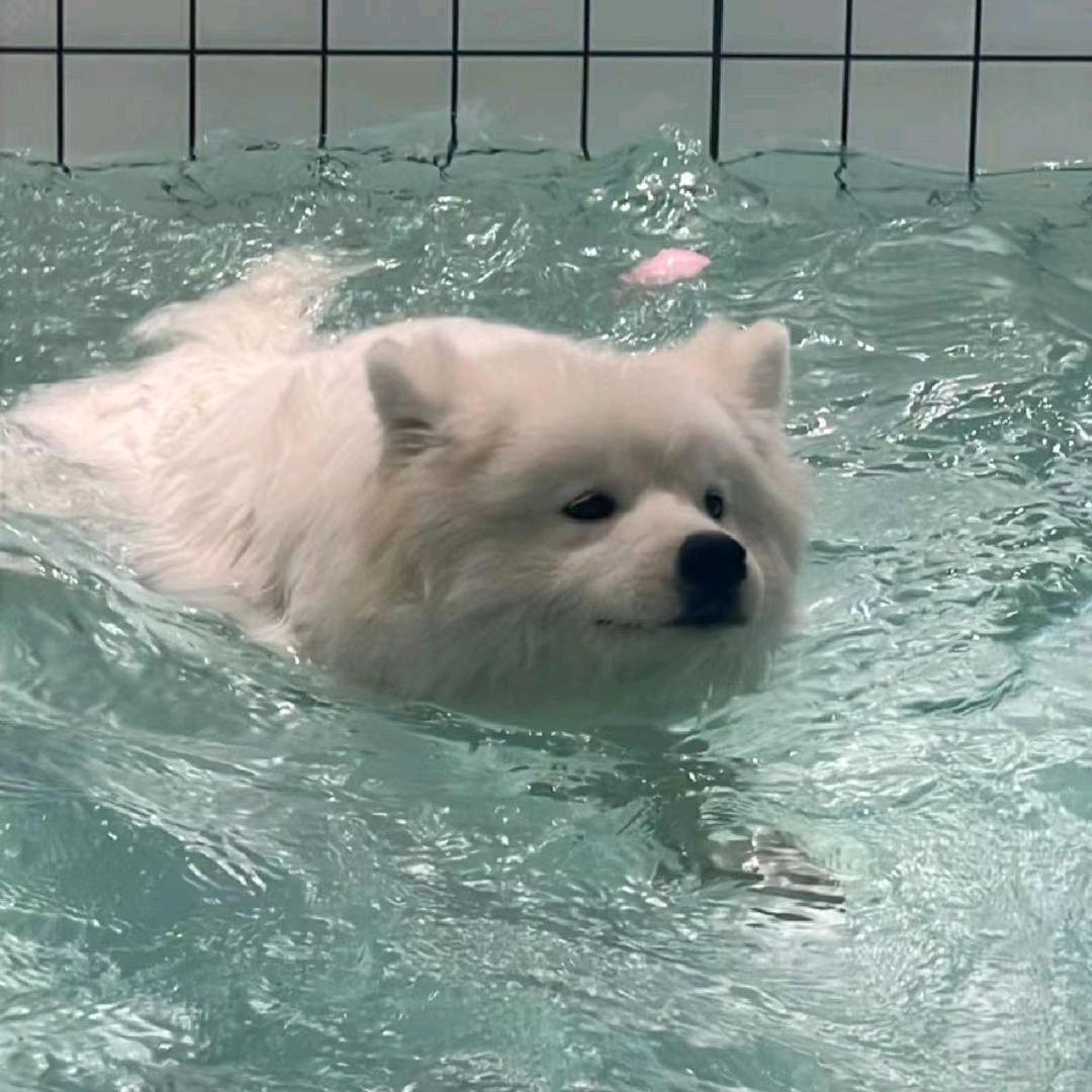 耀语传媒王大富贵暴富发财树
