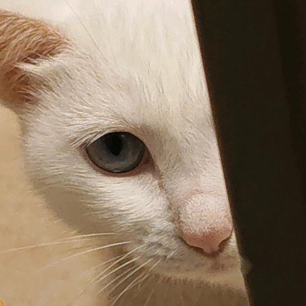 ◦˙▽˙◦