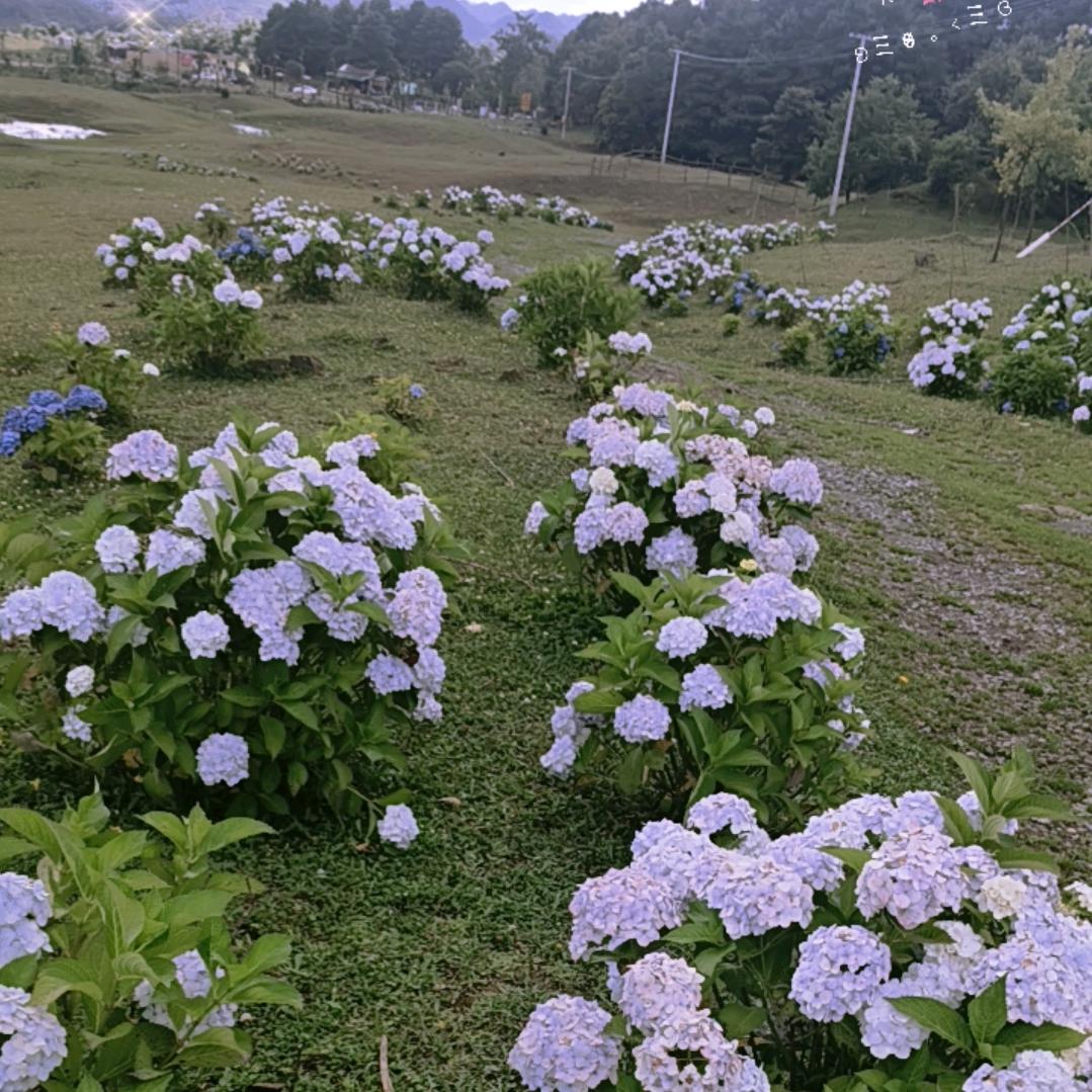 爱