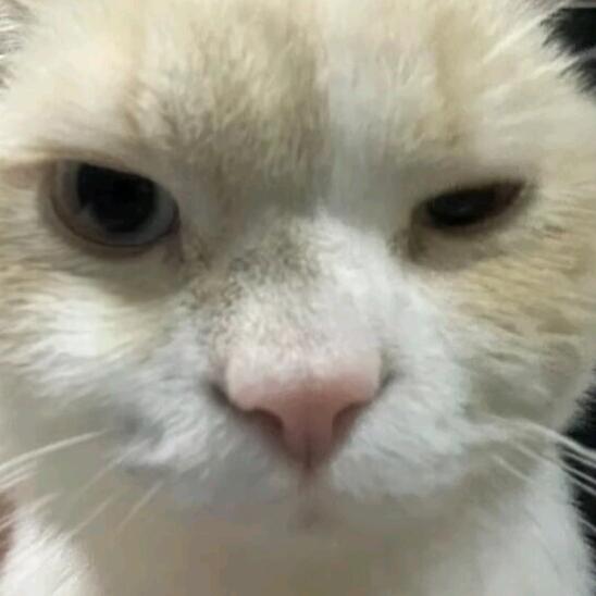 程椿野