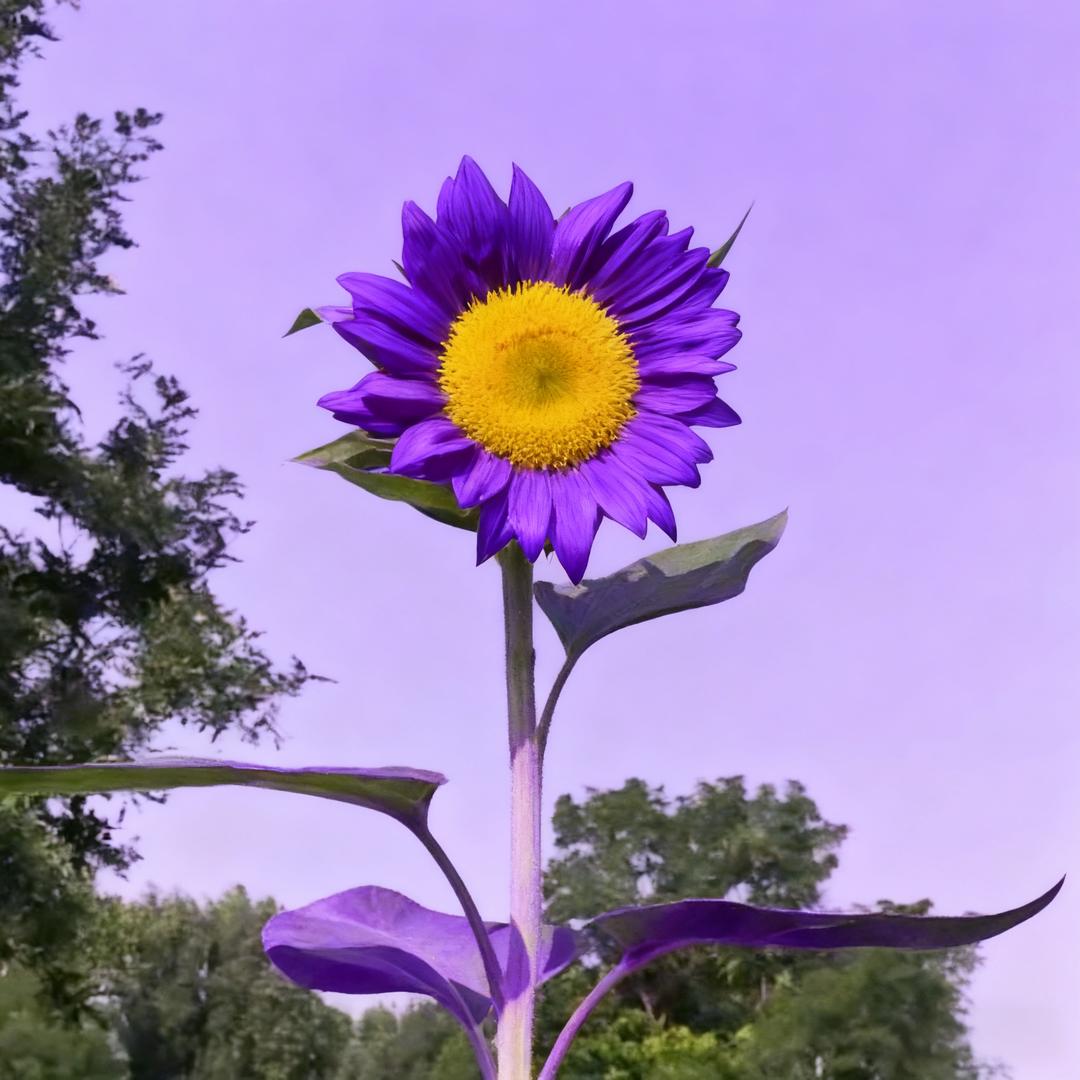 睡觉时我叫向日葵